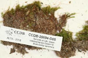  (Timmia megapolitana subsp. bavarica - CCDB-25694-D05)  @11 [ ] CreativeCommons - Attribution Non-Commercial Share-Alike (2018) Masha L. Kuzmina Canadian Centre for DNA Barcoding