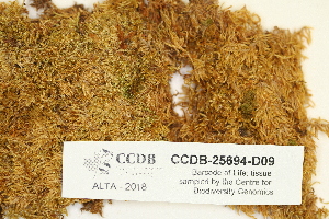  ( - CCDB-25694-D09)  @11 [ ] CreativeCommons - Attribution Non-Commercial Share-Alike (2018) Masha L. Kuzmina Canadian Centre for DNA Barcoding