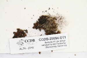  ( - CCDB-25694-D11)  @11 [ ] CreativeCommons - Attribution Non-Commercial Share-Alike (2018) Masha L. Kuzmina Canadian Centre for DNA Barcoding