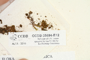  (Seligeria diversifolia - CCDB-25694-E12)  @11 [ ] CreativeCommons - Attribution Non-Commercial Share-Alike (2018) Masha L. Kuzmina Canadian Centre for DNA Barcoding