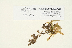  ( - CCDB-25694-F09)  @11 [ ] CreativeCommons - Attribution Non-Commercial Share-Alike (2018) Masha L. Kuzmina Canadian Centre for DNA Barcoding