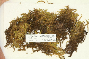  (Niphotrichum ericoides - CCDB-25694-H07)  @11 [ ] CreativeCommons - Attribution Non-Commercial Share-Alike (2018) Masha L. Kuzmina Canadian Centre for DNA Barcoding