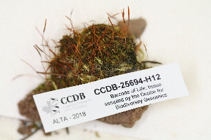  ( - CCDB-25694-H12)  @11 [ ] CreativeCommons - Attribution Non-Commercial Share-Alike (2018) Masha L. Kuzmina Canadian Centre for DNA Barcoding
