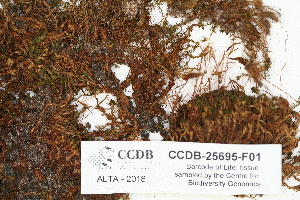  ( - CCDB-25695-F01)  @11 [ ] CreativeCommons - Attribution Non-Commercial Share-Alike (2018) Masha L. Kuzmina Canadian Centre for DNA Barcoding