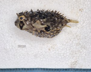  (Chilomycterus sp - SC-137)  @11 [ ] copyright © (2024) Thierry Fredou UFRPE-DEPAq
