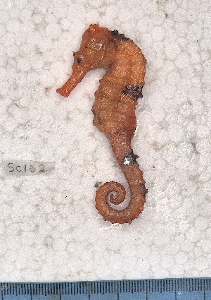  (Hippocampus sp. 2 - SC-152)  @11 [ ] copyright © (2024) Thierry Fredou UFRPE-DEPAq