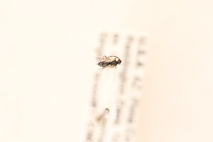  ( - CNC470275)  @11 [ ] CreativeCommons - Attribution Share-Alike (2024) Unspecified Canadian National Collection of Insects, Arachnids and Nematodes