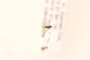  ( - CNC5223580)  @11 [ ] CreativeCommons - Attribution Share-Alike (2024) Unspecified Canadian National Collection of Insects, Arachnids and Nematodes
