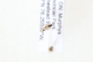  ( - CNC5308753)  @11 [ ] CreativeCommons - Attribution Share-Alike (2024) Unspecified Canadian National Collection of Insects, Arachnids and Nematodes