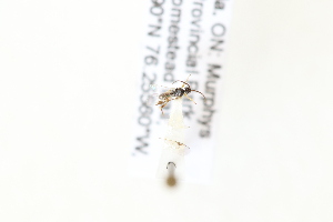  ( - CNC5308788)  @11 [ ] CreativeCommons - Attribution Share-Alike (2024) Unspecified Canadian National Collection of Insects, Arachnids and Nematodes