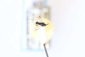  ( - CNC2014290)  @11 [ ] CreativeCommons - Attribution Share-Alike (2024) Unspecified Canadian National Collection of Insects, Arachnids and Nematodes