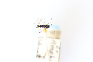  ( - CNC1530395)  @11 [ ] CreativeCommons - Attribution Share-Alike (2024) Unspecified Canadian National Collection of Insects, Arachnids and Nematodes