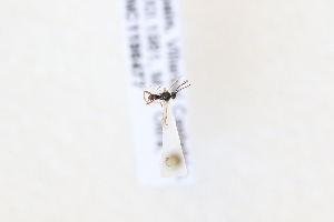  ( - CNC1196477)  @11 [ ] CreativeCommons - Attribution Share-Alike (2024) Unspecified Canadian National Collection of Insects, Arachnids and Nematodes