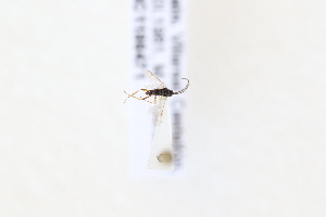  ( - CNC1196471)  @11 [ ] CreativeCommons - Attribution Share-Alike (2024) Unspecified Canadian National Collection of Insects, Arachnids and Nematodes