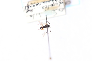  ( - CNC1530390)  @11 [ ] CreativeCommons - Attribution Share-Alike (2024) Unspecified Canadian National Collection of Insects, Arachnids and Nematodes