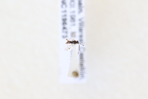  ( - CNC1196473)  @11 [ ] CreativeCommons - Attribution Share-Alike (2024) Unspecified Canadian National Collection of Insects, Arachnids and Nematodes