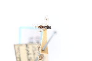  ( - CNC1530392)  @11 [ ] CreativeCommons - Attribution Share-Alike (2024) Unspecified Canadian National Collection of Insects, Arachnids and Nematodes