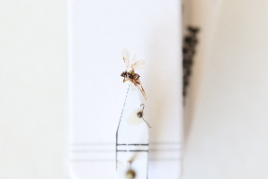  ( - ENV00006584)  @11 [ ] CreativeCommons - Attribution Share-Alike (2024) Unspecified Canadian National Collection of Insects, Arachnids and Nematodes