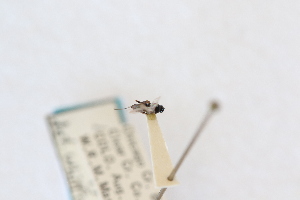  ( - CNC1559016)  @11 [ ] CreativeCommons - Attribution Share-Alike (2024) Unspecified Canadian National Collection of Insects, Arachnids and Nematodes