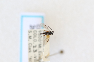  ( - CNC1557939)  @11 [ ] CreativeCommons - Attribution Share-Alike (2024) Unspecified Canadian National Collection of Insects, Arachnids and Nematodes