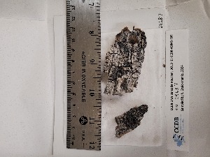  ( - CCDB-48846-E09)  @11 [ ] CreativeCommons - Attribution Non-Commercial Share-Alike (2078) Canadian Museum of Nature Canadian Museum of Nature