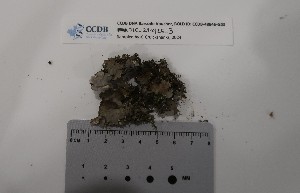  ( - CCDB-48846-G03)  @11 [ ] CreativeCommons - Attribution Non-Commercial Share-Alike (2096) Canadian Museum of Nature Canadian Museum of Nature