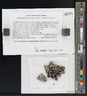  ( - CCDB-51017-A05)  @11 [ ] CreativeCommons - Attribution Non-Commercial Share-Alike (2025) Canadian Museum of Nature Canadian Museum of Nature