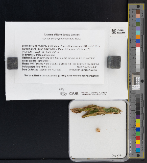  ( - CCDB-51017-B02)  @11 [ ] CreativeCommons - Attribution Non-Commercial Share-Alike (2025) Canadian Museum of Nature Canadian Museum of Nature