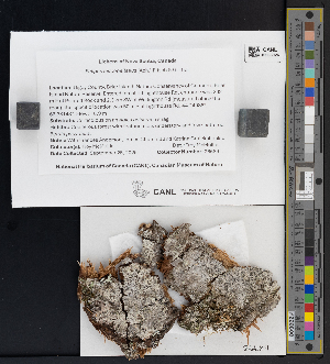  ( - CCDB-51017-B04)  @11 [ ] CreativeCommons - Attribution Non-Commercial Share-Alike (2025) Canadian Museum of Nature Canadian Museum of Nature