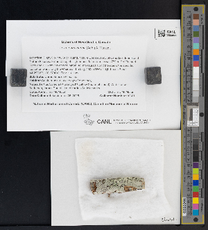  (Loxospora elatina - CCDB-51017-B08)  @11 [ ] CreativeCommons - Attribution Non-Commercial Share-Alike (2025) Canadian Museum of Nature Canadian Museum of Nature