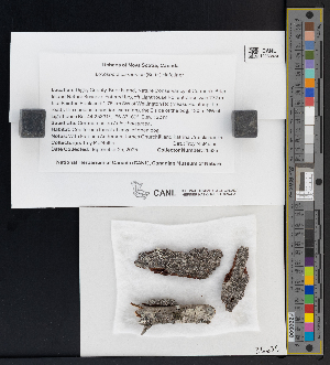  (Loxospora cismonica - CCDB-51017-C08)  @11 [ ] CreativeCommons - Attribution Non-Commercial Share-Alike (2025) Canadian Museum of Nature Canadian Museum of Nature