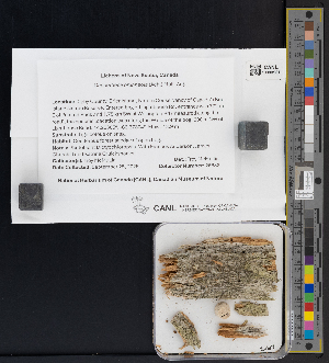  (Coniocybaceae - CCDB-51017-D02)  @11 [ ] CreativeCommons - Attribution Non-Commercial Share-Alike (2025) Canadian Museum of Nature Canadian Museum of Nature