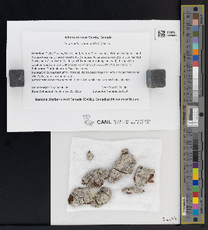  ( - CCDB-51017-D06)  @11 [ ] CreativeCommons - Attribution Non-Commercial Share-Alike (2025) Canadian Museum of Nature Canadian Museum of Nature