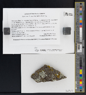  ( - CCDB-51017-E02)  @11 [ ] CreativeCommons - Attribution Non-Commercial Share-Alike (2025) Canadian Museum of Nature Canadian Museum of Nature