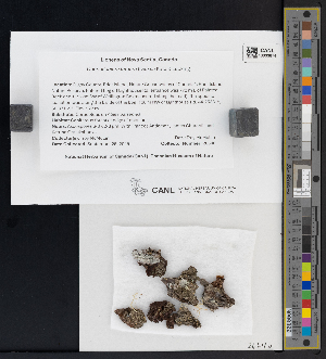  ( - CCDB-51017-E04)  @11 [ ] CreativeCommons - Attribution Non-Commercial Share-Alike (2025) Canadian Museum of Nature Canadian Museum of Nature