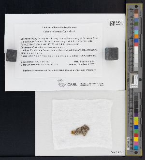  ( - CCDB-51017-F02)  @11 [ ] CreativeCommons - Attribution Non-Commercial Share-Alike (2025) Canadian Museum of Nature Canadian Museum of Nature