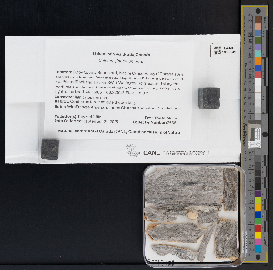  ( - CCDB-51017-G02)  @11 [ ] CreativeCommons - Attribution Non-Commercial Share-Alike (2025) Canadian Museum of Nature Canadian Museum of Nature