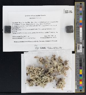  (Cladonia boryi - CCDB-51017-G03)  @11 [ ] CreativeCommons - Attribution Non-Commercial Share-Alike (2025) Canadian Museum of Nature Canadian Museum of Nature