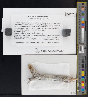  (Lecanora strobilina - CCDB-51017-G07)  @11 [ ] CreativeCommons - Attribution Non-Commercial Share-Alike (2025) Canadian Museum of Nature Canadian Museum of Nature