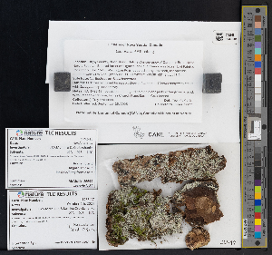  ( - CCDB-51017-H08)  @11 [ ] CreativeCommons - Attribution Non-Commercial Share-Alike (2025) Canadian Museum of Nature Canadian Museum of Nature