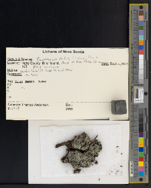  ( - CCDB-51018-A03)  @11 [ ] CreativeCommons - Attribution Non-Commercial Share-Alike (2025) Canadian Museum of Nature Canadian Museum of Nature