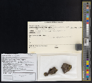  ( - CCDB-51018-B03)  @11 [ ] CreativeCommons - Attribution Non-Commercial Share-Alike (2025) Canadian Museum of Nature Canadian Museum of Nature