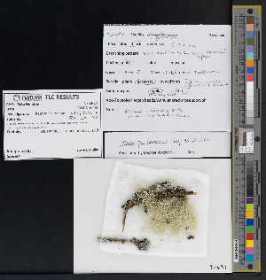  ( - CCDB-51018-B11)  @11 [ ] CreativeCommons - Attribution Non-Commercial Share-Alike (2025) Canadian Museum of Nature Canadian Museum of Nature