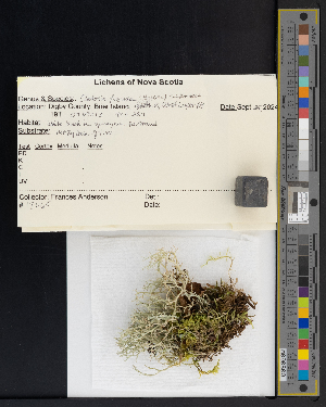  (Cladonia furcata - CCDB-51018-C04)  @11 [ ] CreativeCommons - Attribution Non-Commercial Share-Alike (2025) Canadian Museum of Nature Canadian Museum of Nature