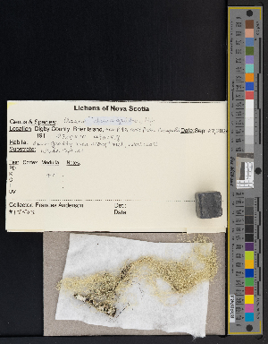  ( - CCDB-51018-C12)  @11 [ ] CreativeCommons - Attribution Non-Commercial Share-Alike (2025) Canadian Museum of Nature Canadian Museum of Nature