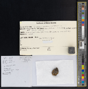  ( - CCDB-51018-D03)  @11 [ ] CreativeCommons - Attribution Non-Commercial Share-Alike (2025) Canadian Museum of Nature Canadian Museum of Nature