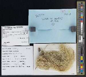  ( - CCDB-51018-D11)  @11 [ ] CreativeCommons - Attribution Non-Commercial Share-Alike (2025) Canadian Museum of Nature Canadian Museum of Nature