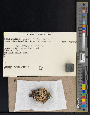  (Pycnothelia - CCDB-51018-E09)  @11 [ ] CreativeCommons - Attribution Non-Commercial Share-Alike (2025) Canadian Museum of Nature Canadian Museum of Nature