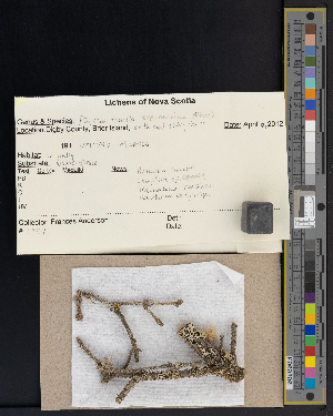  ( - CCDB-51018-F08)  @11 [ ] CreativeCommons - Attribution Non-Commercial Share-Alike (2025) Canadian Museum of Nature Canadian Museum of Nature