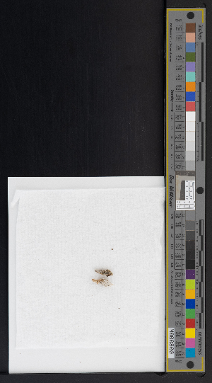  ( - CCDB-51019-B05)  @11 [ ] CreativeCommons - Attribution Non-Commercial Share-Alike (2025) Canadian Museum of Nature Canadian Museum of Nature